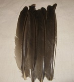 Capercailli biot natural